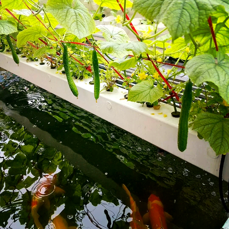武汉市玻璃温室鱼菜共生 - 厂家