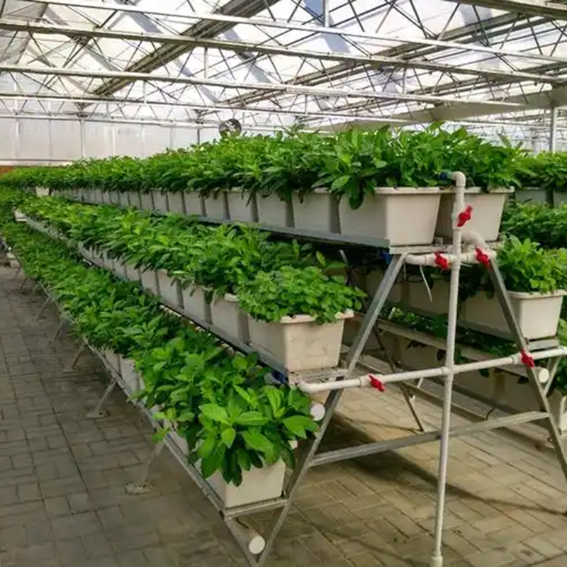 武汉市植物工厂空中草莓 - 价格