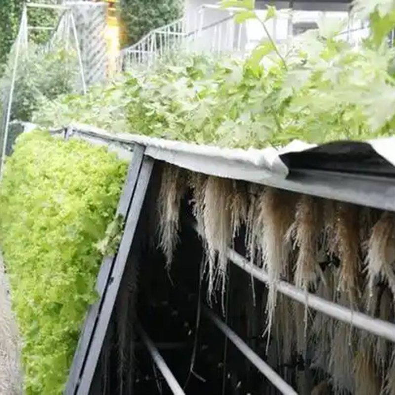 武汉市气雾培植物工厂 - 排名