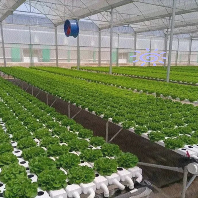 武汉市玻璃大棚水培蔬菜 - 价格
